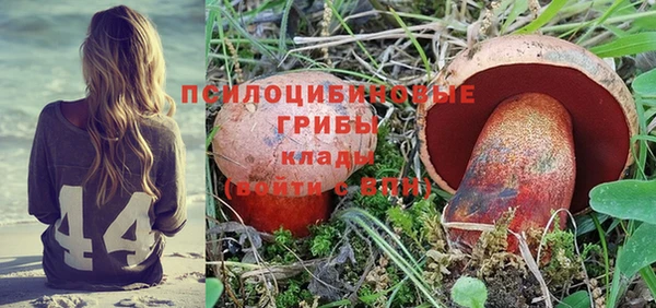 прущие грибы Нефтекумск